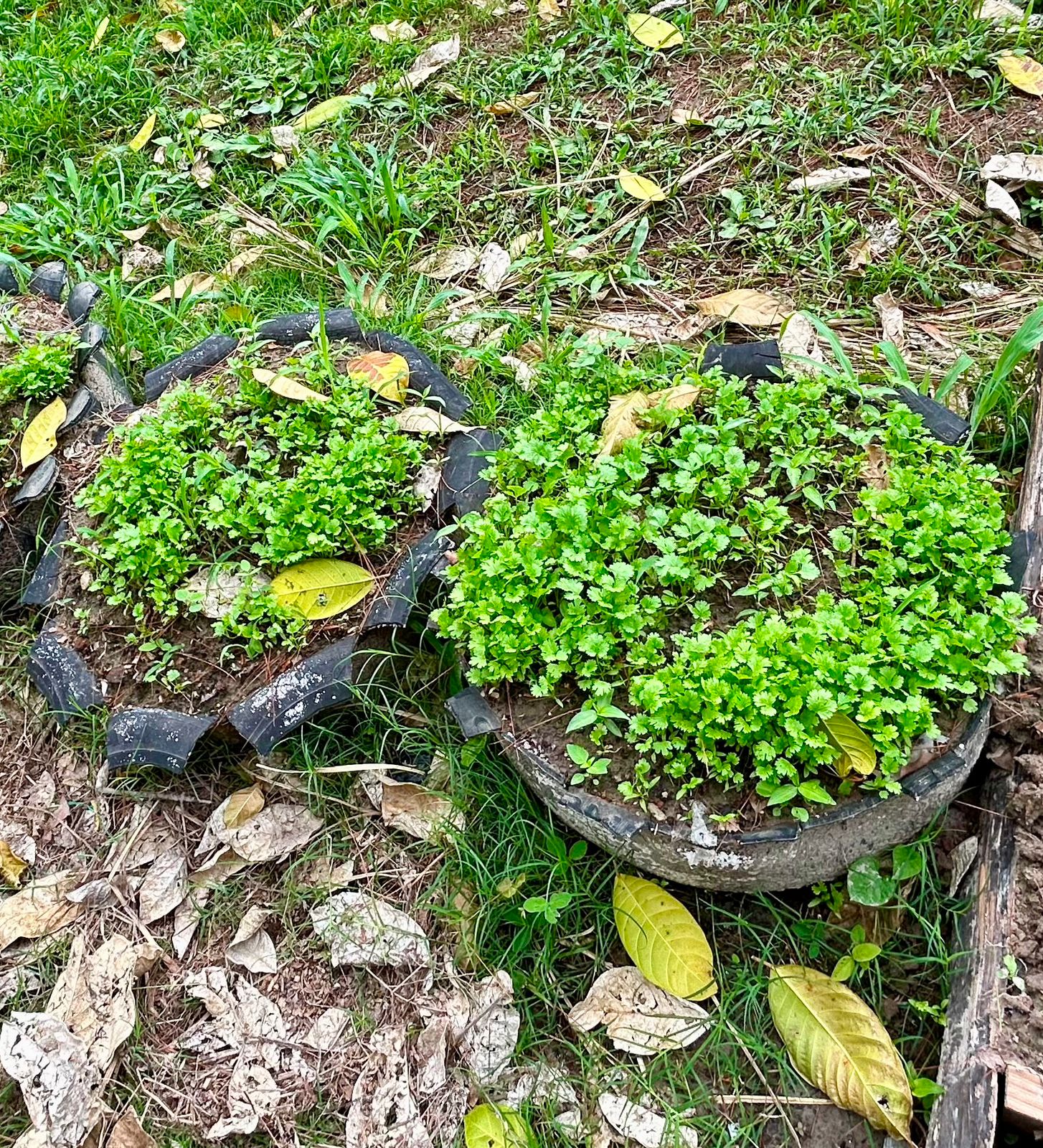 Proyecto Agropecuaria 7