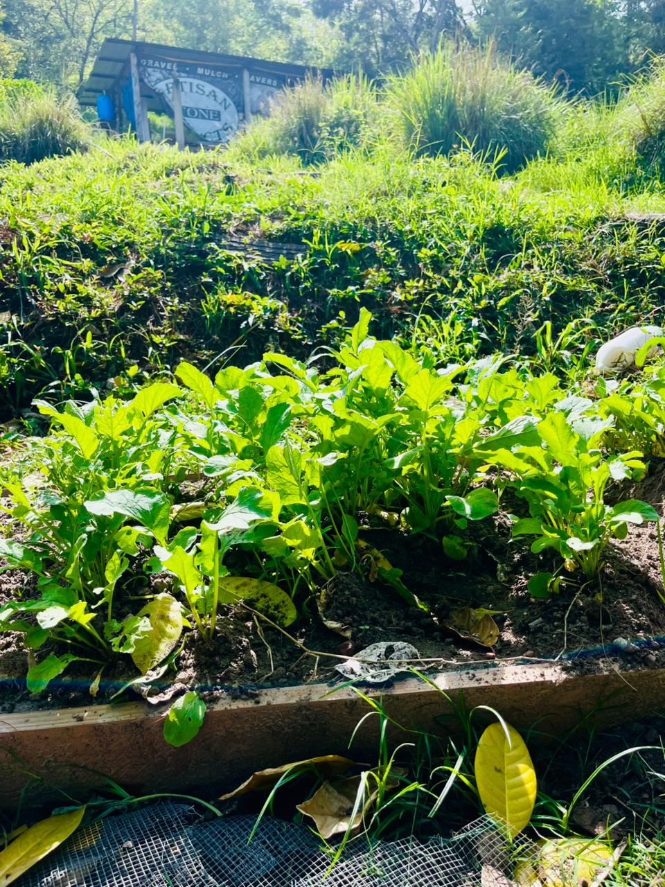 Proyecto Agropecuaria 8