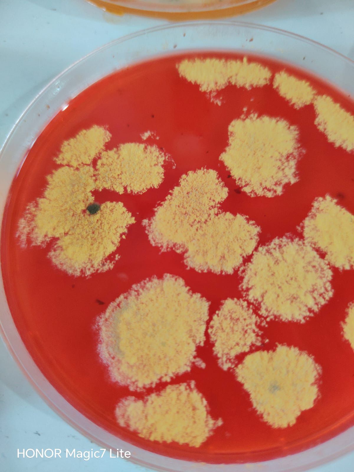 Laboratorio 7