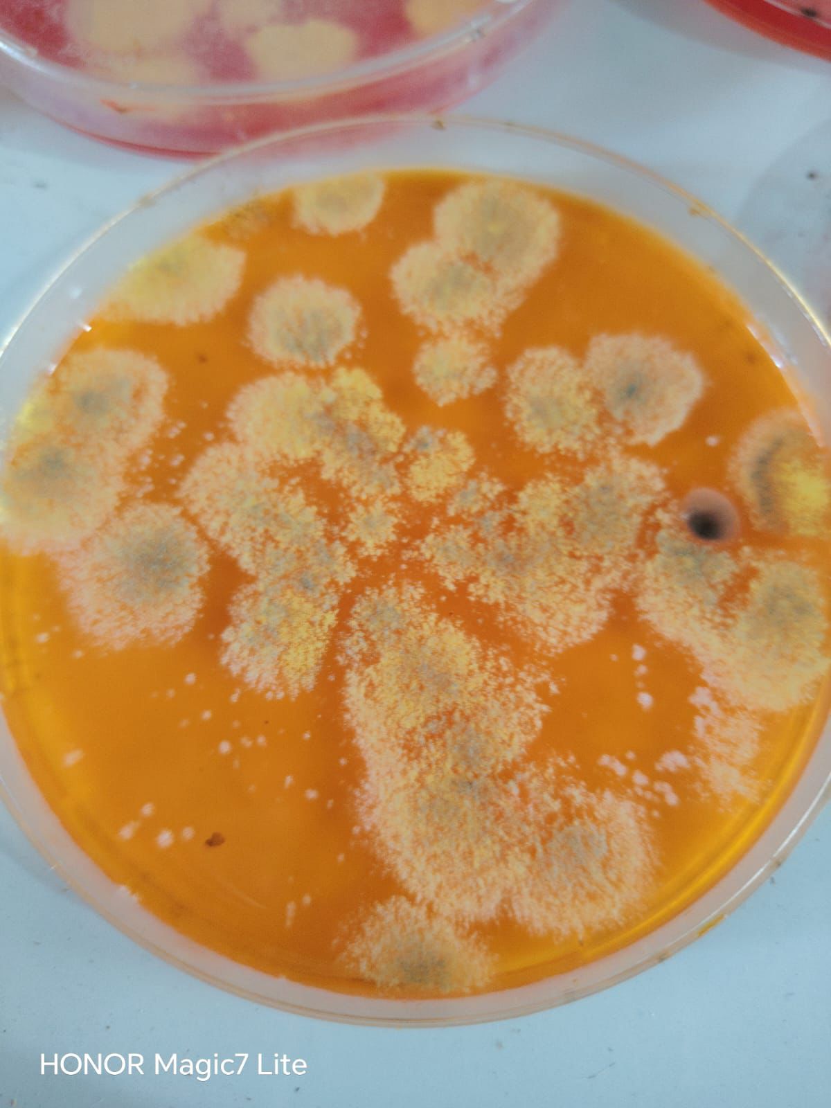 Laboratorio 8